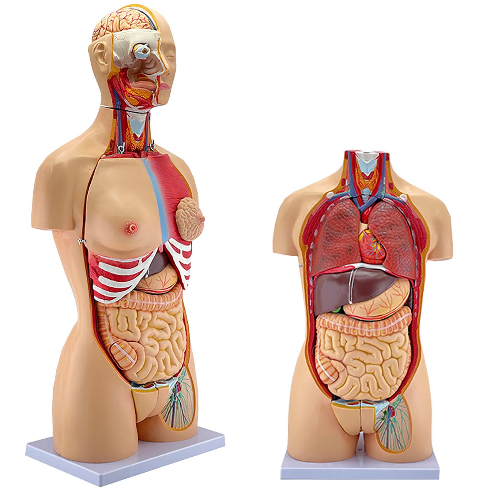 GTHTUHFD 85Cm Amphoteric Human Torso Model Skeleton Anatomy Organs Models For Teaching, Detachable 32 Parts, Life Size With Heart Head Skull Brain Skeleton