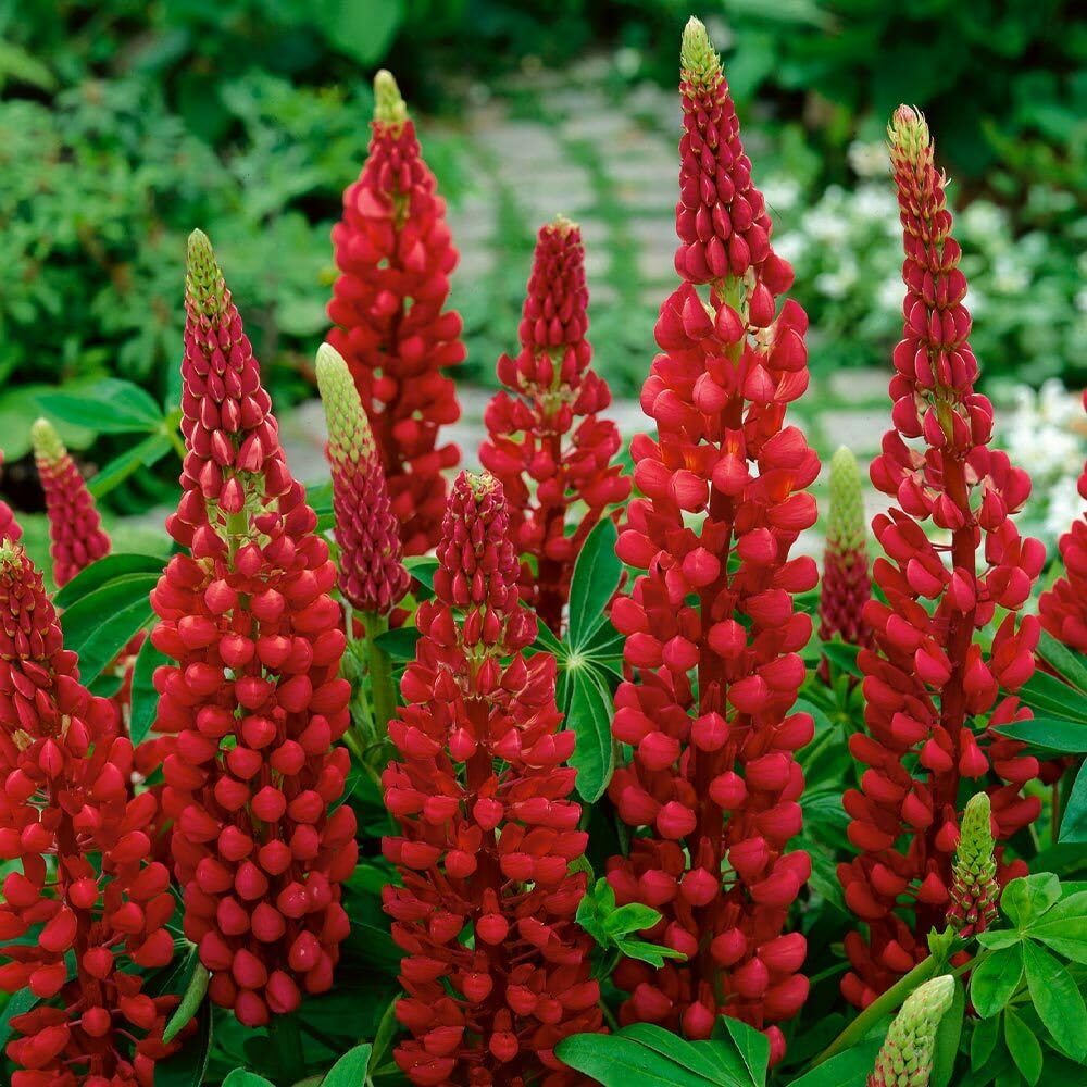 Buy4seeds 70 Seeds Lupin Russell My Castle Useful for Garden and Outdoor