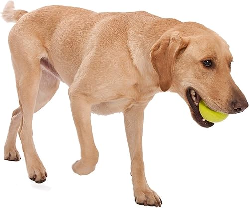 Miniatura 8 de WEST PAW Zogoflex Hurley - Juguete masticable de hueso para perro (grande, mandarina) y Zogoflex Jive Ball Juguete masticable para perros (3.25