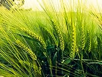 Vista 1 de Apenas semillas para plantar (1 libra)