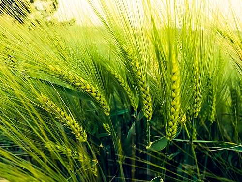 Apenas semillas para plantar (12 libra)