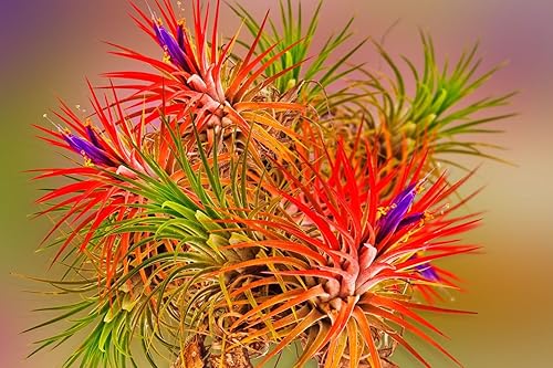 8 plantas de aire, planta de Tillandsia viva, plantas suculentas vivas para jardín, planta de aire de Tillandsia