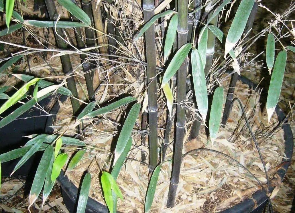 Bambù Nero Phyllostachys nigra, Pianta Ornamentale da Esterno, 150/200 cm, Vaso 28, Verde, 1 Esemplare