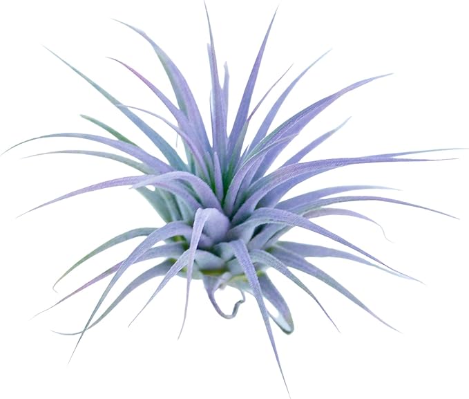 Color Enhanced Air Plants Live House Plants Office Plants