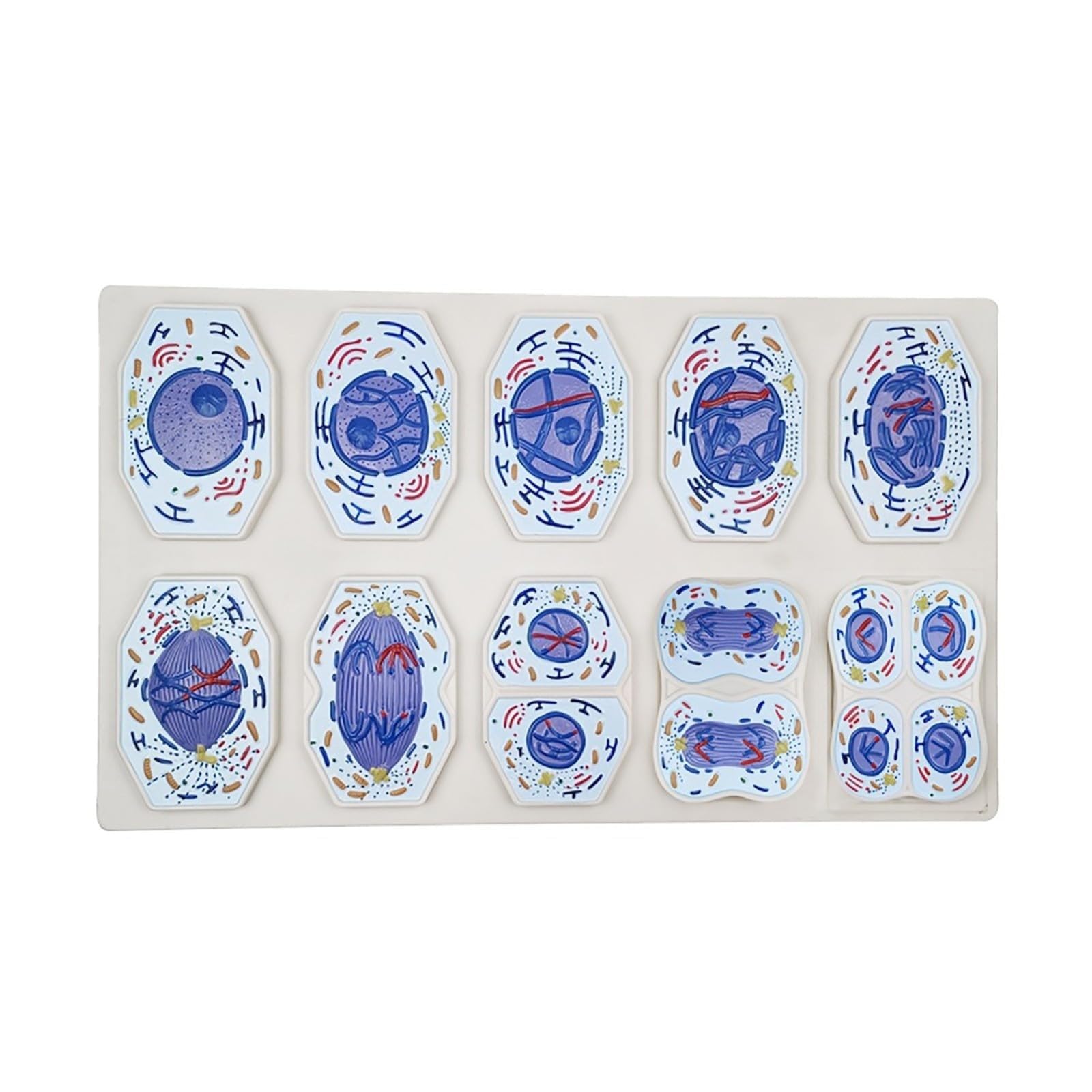 Meiose-Zellteilung, 10-teiliges Set, Biologie-Anatomie-Lernwerkzeug