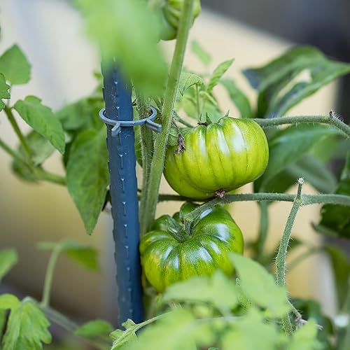 Miniatura 4 de Estacas para plantas de jardín de 24 pulgadas, 2 pies, soporte de palo de acero para plantas, paquete de 25 estacas de tomate para cultivar plantas