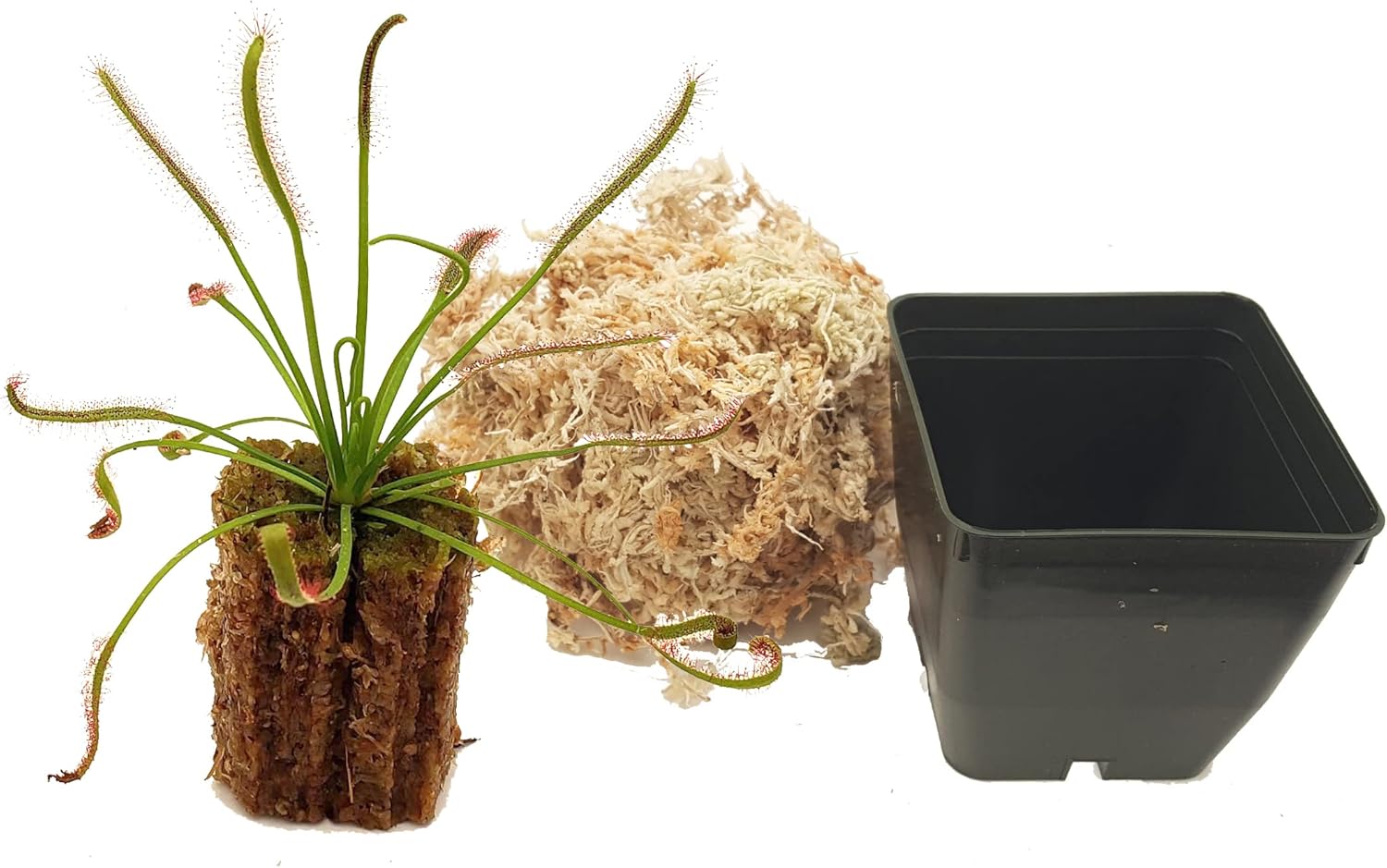 Cape Sundew - Drosera capensis - Carnivorous Plant 3" Pot