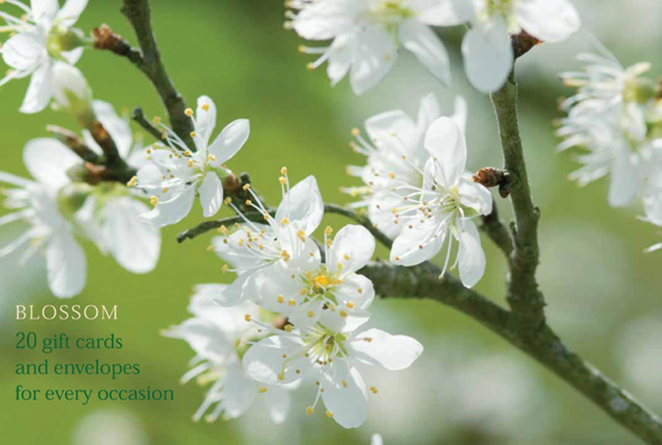 Card Box of 20 Notecards and Envelopes: Blossom by Anness Punlishing (Cards)