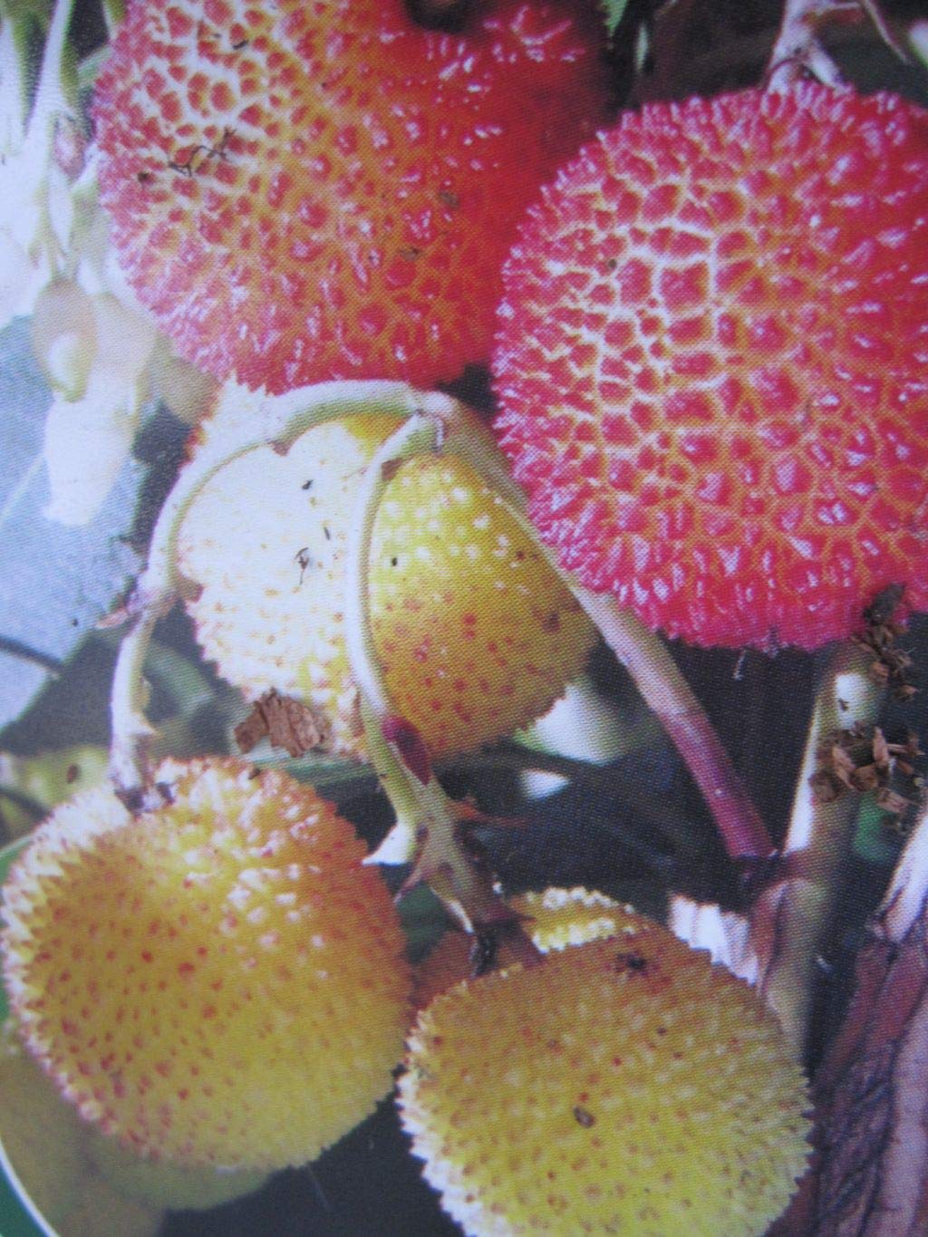 Arbutus unedo Compacta - Kompakter Erdbeerbaum - 30-40cm