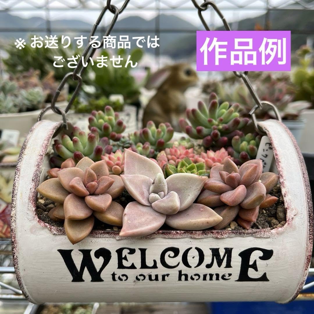 リメイク缶★チェーン付きリメ缶・ホワイト★多肉植物 リメ缶 リメ鉢 Amazon.co.jp: リメイク缶チェーン付きリメ缶オレンジ多肉植物 リメ缶