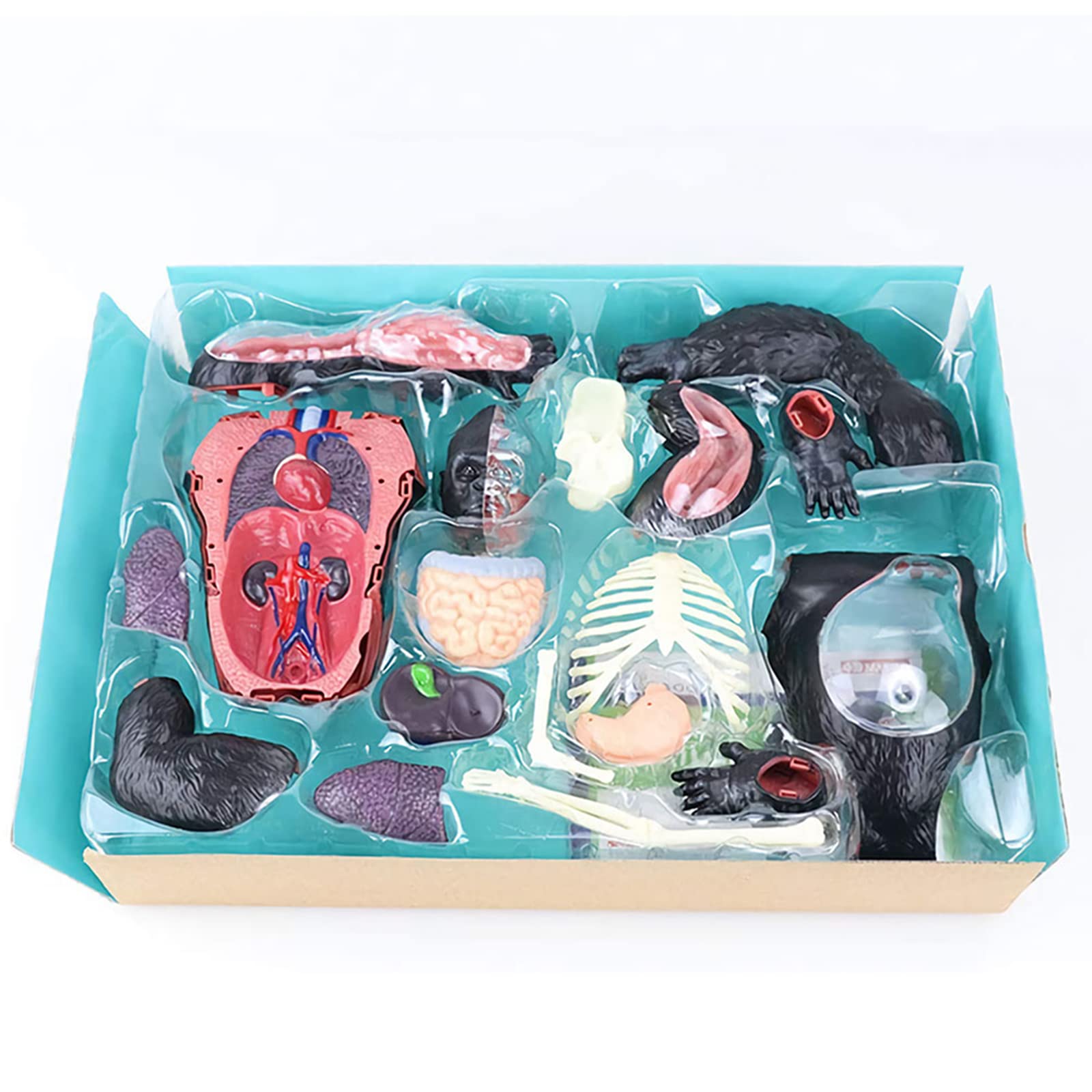 Amazon.co.jp: 4Dゴリラ解剖学モデル、動物器官解剖学教育教育モデル