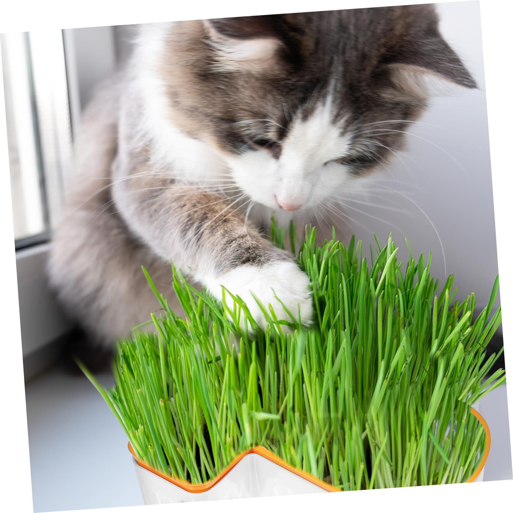 Happyyami Caja de Hierba para Gatos sin Tierra con Diseño de Doble Capa y Botella de Agua Transparente, Adecuado para Celebración Verano y Jardinería Interior