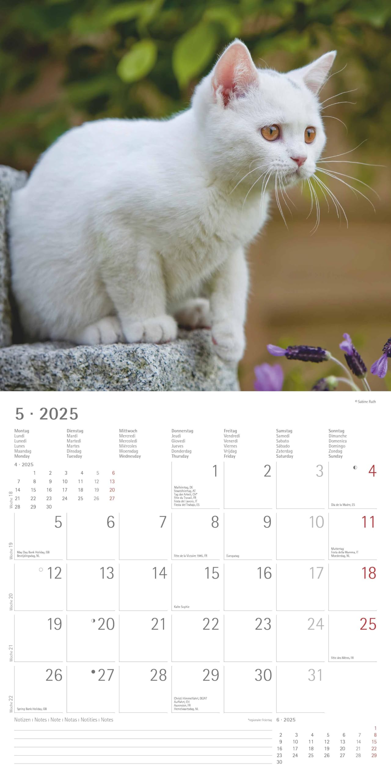 Alpha Edition - Katzen 2025 Broschürenkalender, 30x30cm, Wandkalender mit Platz für Notizen und Termine, schöne Motive von Katzen, Monatsübersicht und Ferientermine DE/AT/CH