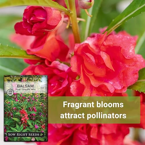 Miniatura 5 de Sow Right Seeds - Semillas de flores de mezcla de pulgar de bálsamo para plantar - Interior o exterior - Paquete de reliquia sin OMG con