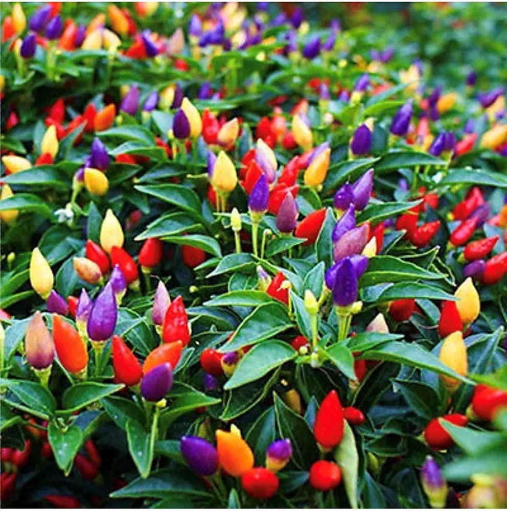 See full amazon price history chart for Golden Hills Farm hybrid Bolivian Rainbow Chilli, Hot and Ornamental Pepper Vegetable Seed, Capsicum Annuum 40+ seeds Golden Hills Farm hybrid Bolivian Rainbow Chilli, Hot and Ornamental Pepper Vegetable Seed, Capsicum Annuum 40+ seeds (B094H4QW2W) Amazon Price History, Amazon Price Tracker