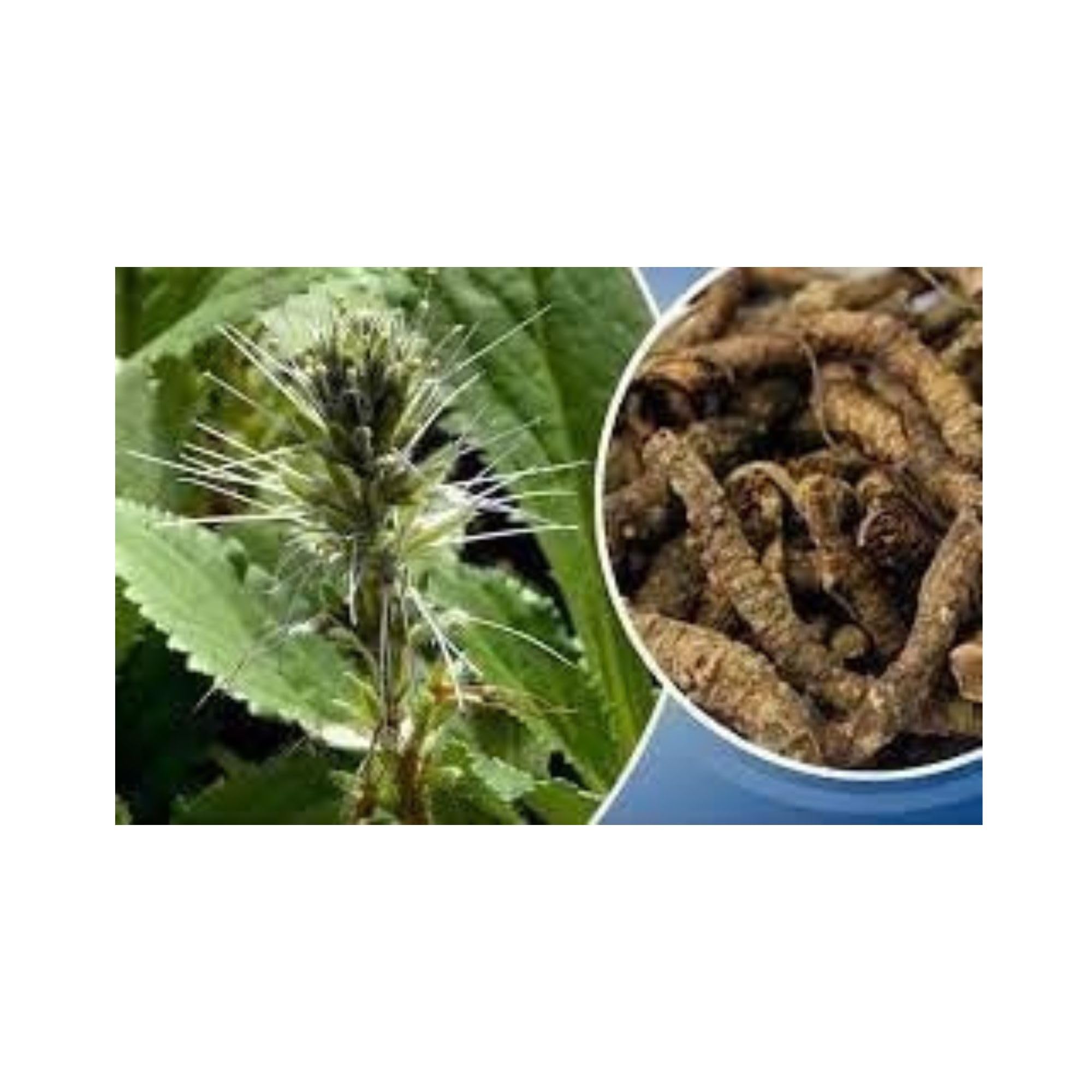 Kutki | Katuki | Picrorhiza Kurroa | Kadu - 250 Gm