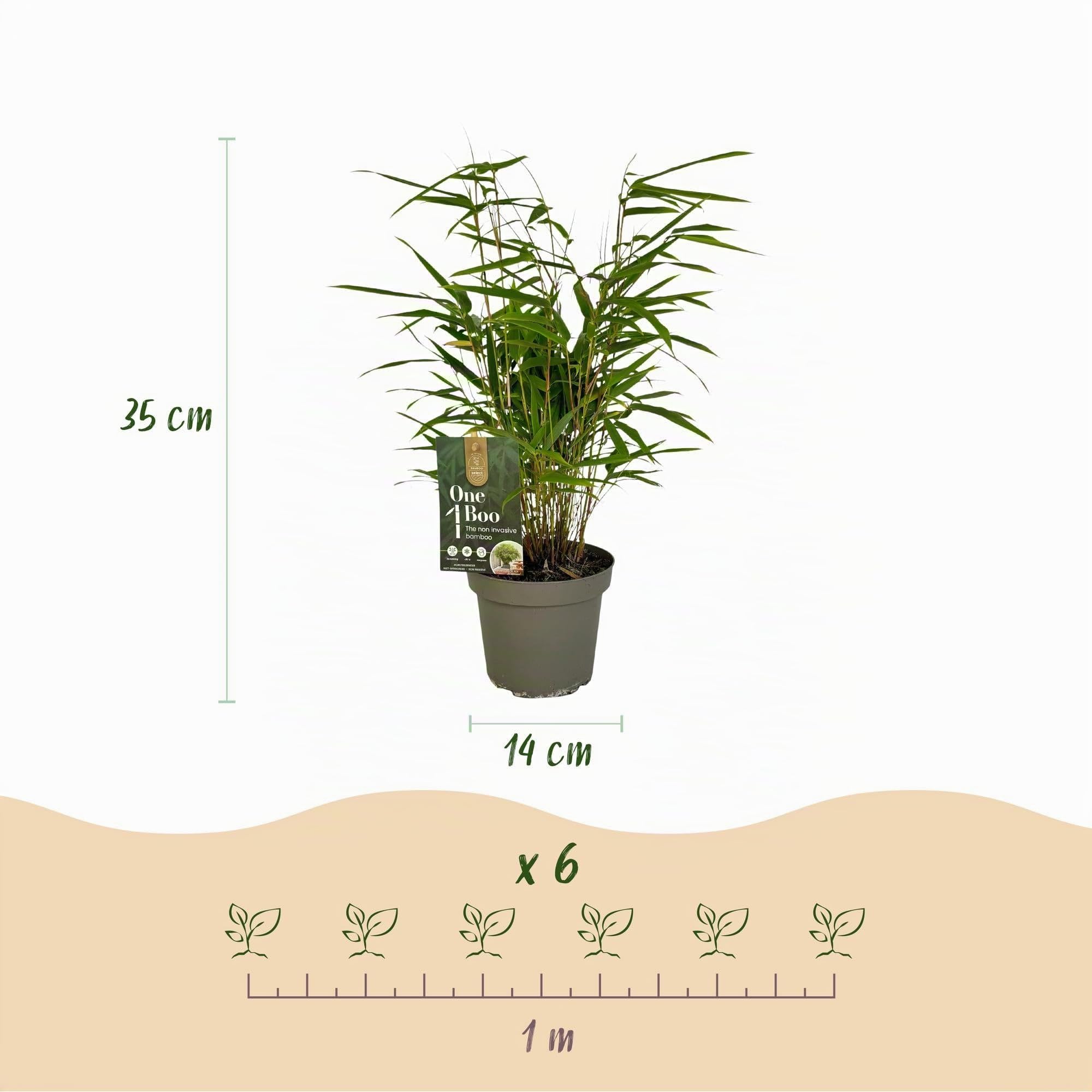 Green boutiQ - Bambou - Fargesia Rufa - Persistant - Non envahissant - Vert - 18 Plantes - Pot 14cm - Hauteur 35cm