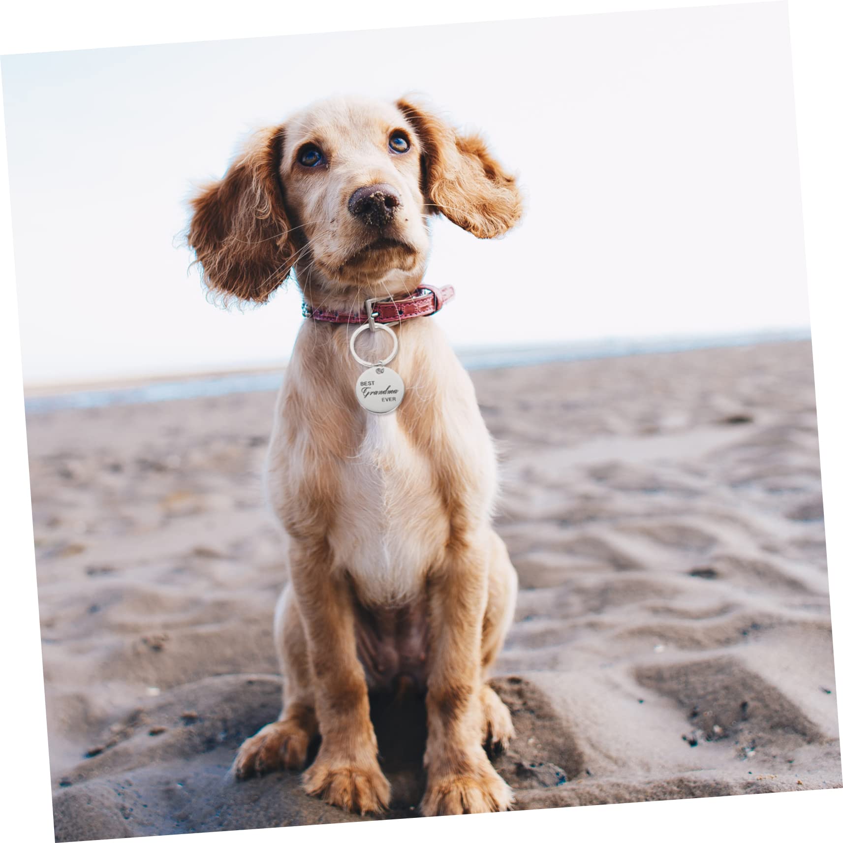 Sosoport 20pièces Étiquettes Identification Rondes Acier Inoxydable pour Animaux De Compagnie Médaille pour Chat Et Chiot Personnalisable avec Gravure