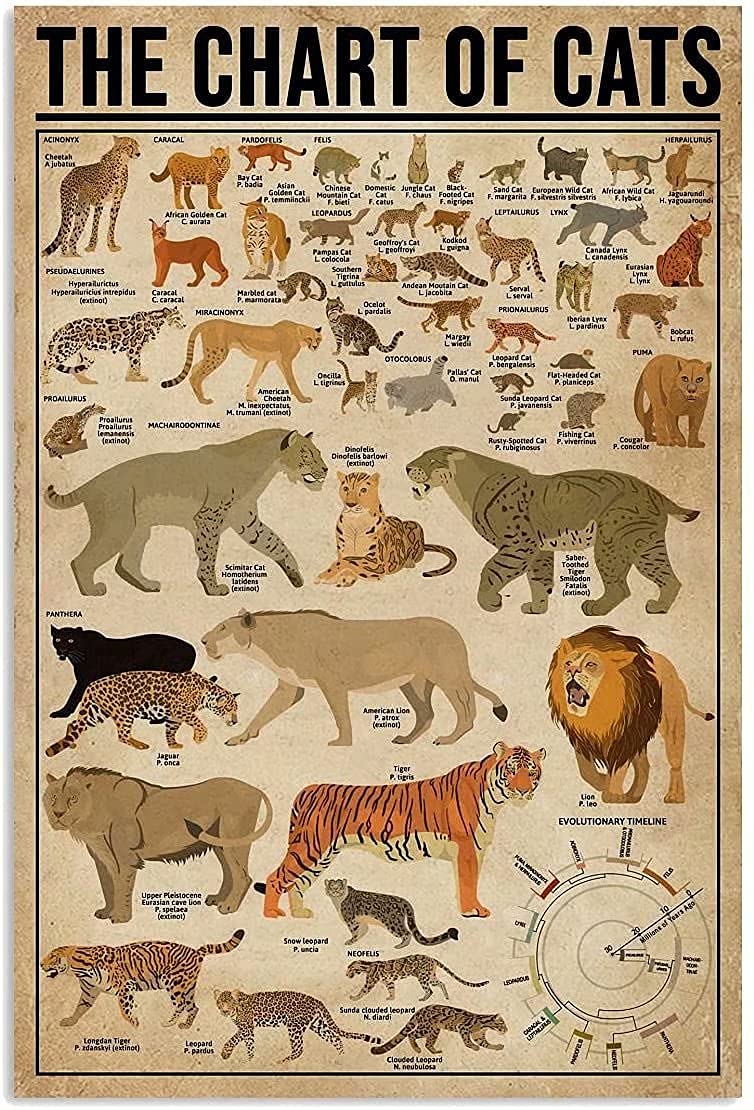 FJQWKLF The Chart Of Cats Posters Feline Science Guide Metal Signs Room Club Home Decor Retro Plaque Wall Decor 12x16 Inches