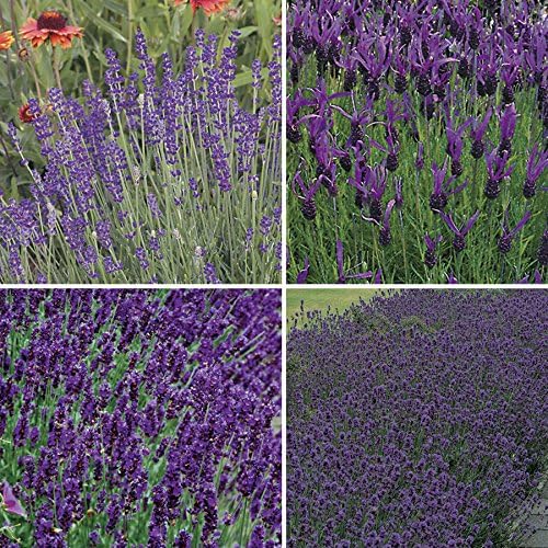 Miniatura 2 de Park Seed La colección de semillas de lavanda de Park, contiene lavandas inglesas, francesas largas, azul hidcote y Munstead
