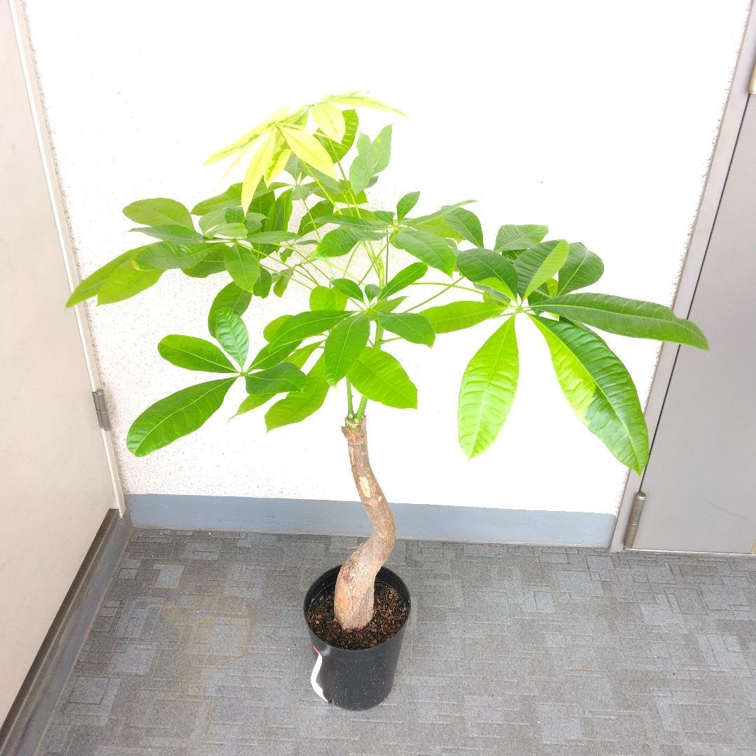Amazon.co.jp: 品種パキラムーンライト！斑入り観葉植物！高さ95