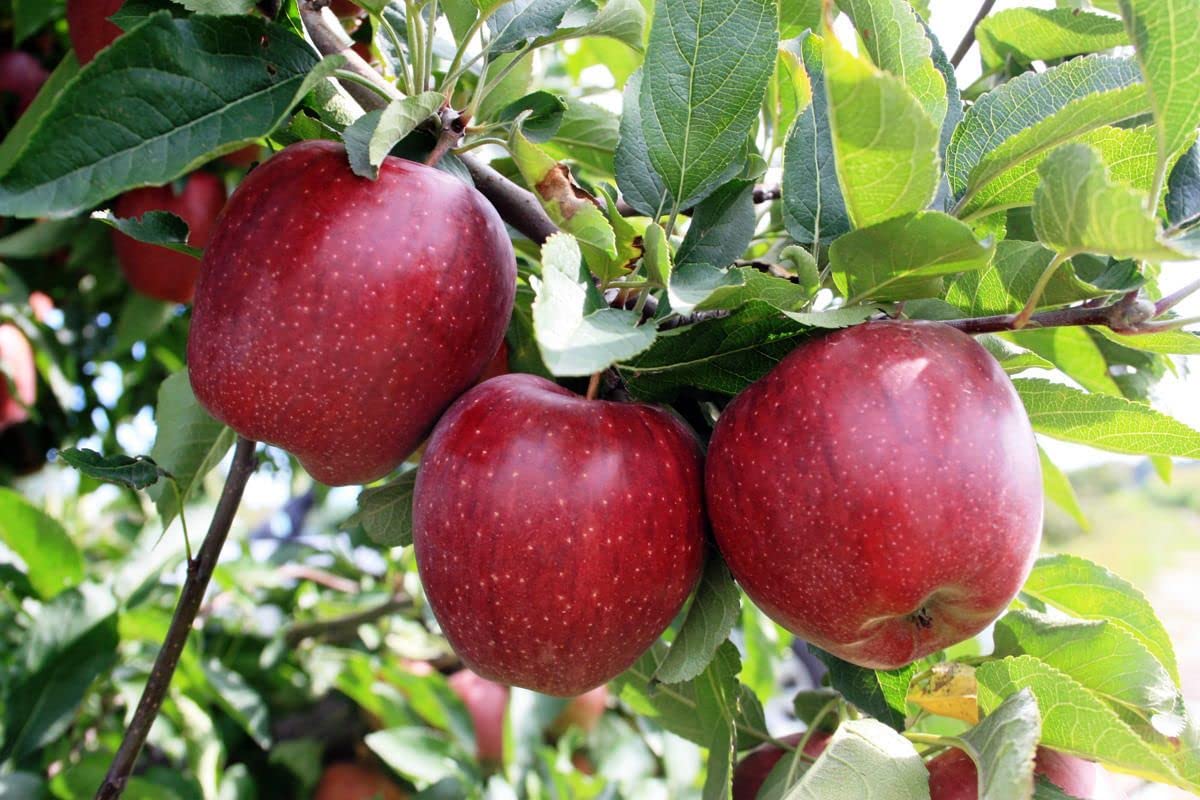 Apple Plant HRMN 99 Hybrid Plant Especially Hot Climate Grafted Live Plant Original Variety (B0C6V3KMVB) Amazon Price History, Amazon Price Tracker
