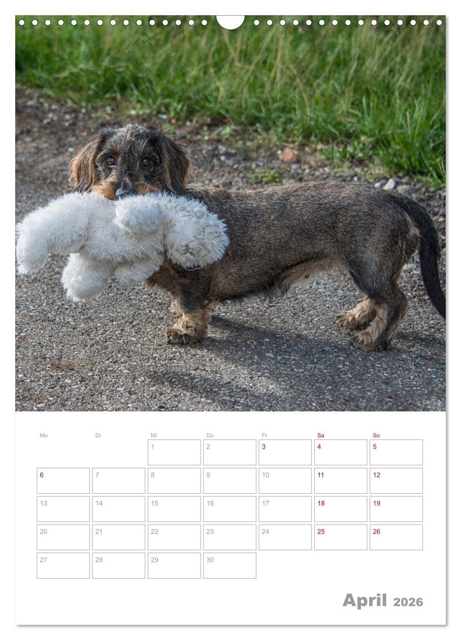 Dackelportraits (Wandkalender 2026 DIN A3 hoch), CALVENDO Monatskalender: In diesem Dackelkalender präsentieren sich Rauhaardackel von ihrer schönsten Seite. (CALVENDO Tiere)