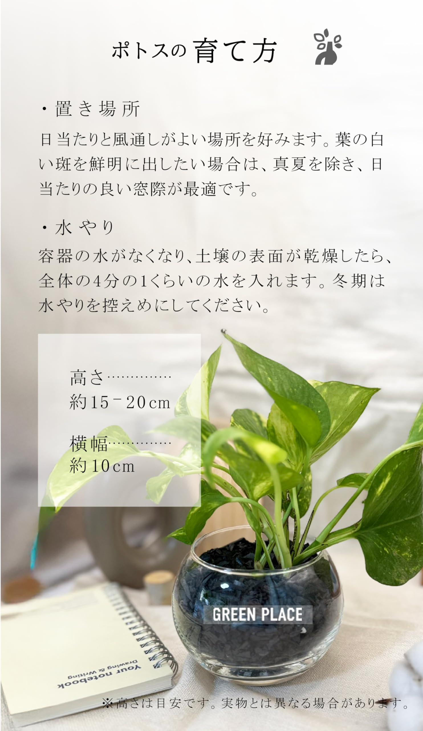 Amazon｜GREEN PLACE ポトス（ゴールデン） ミニ 観葉植物 本物 ギフト