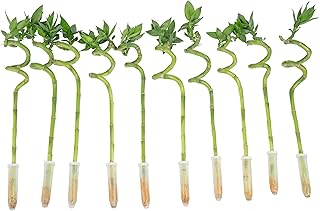 10 Animal Crossing Gazebo Ideas for Cute Garden Inspiration 92 Costa Farms Lucky Bamboo Spiral Stalks (Pack of 10)