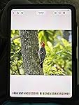 Review Image by Robert W. Gill
