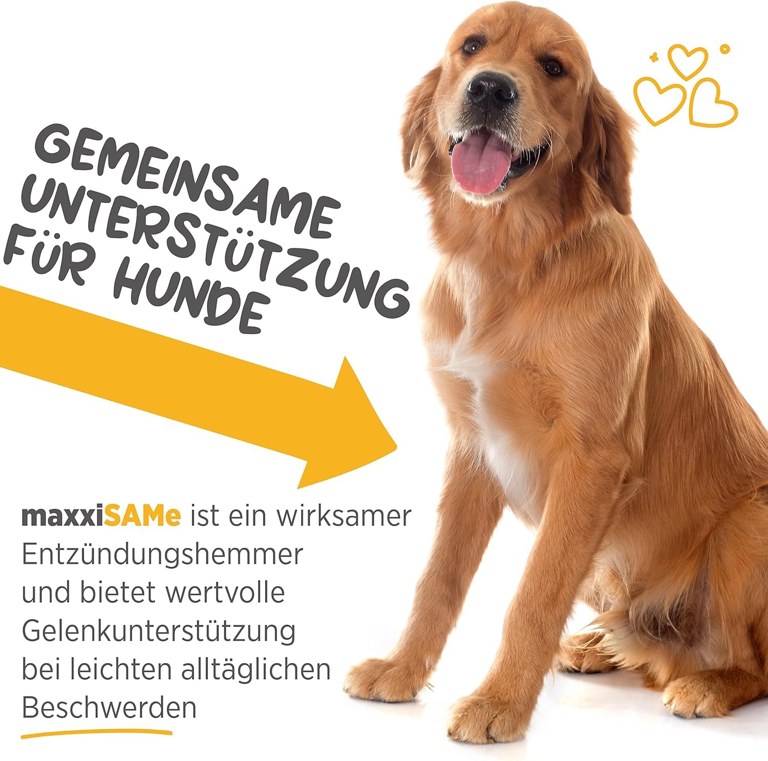 maxxipaws maxxiSAMe Fortschrittliches SAM-e Pulver zur Unterstützung von Leber, Gehirn und Gelenken für Hunde, 150g