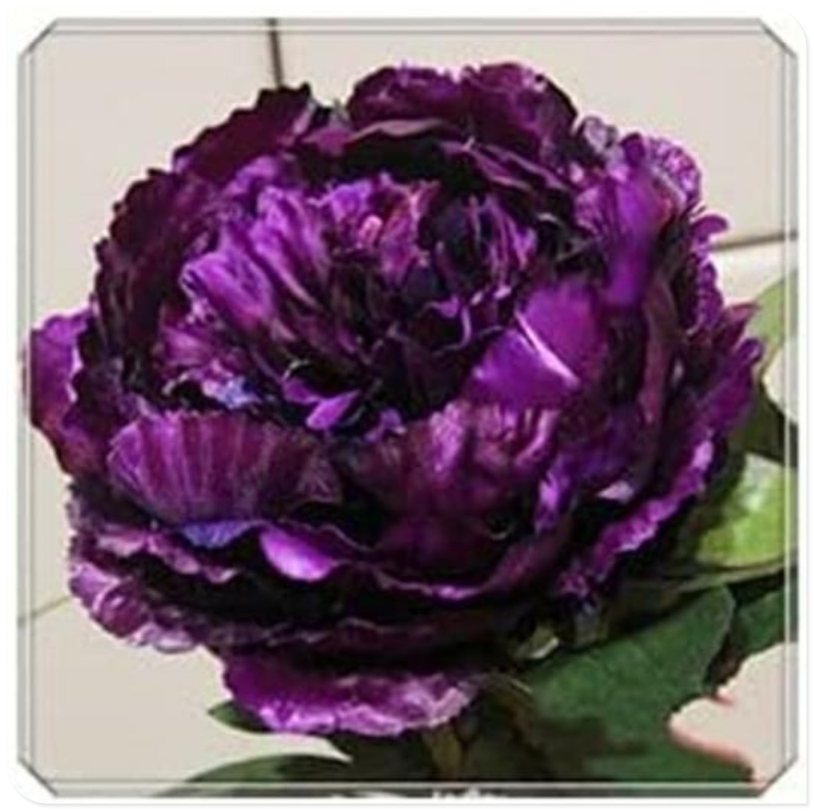 Peony Bulbs for Planting Now UK,Plant Bulbs,Hardy Perennial,Garden Flowers,Flowering Bulbs,Greening Flower,Wedding Flowers,Strong Plants That Grow Well-2Bulbs-C