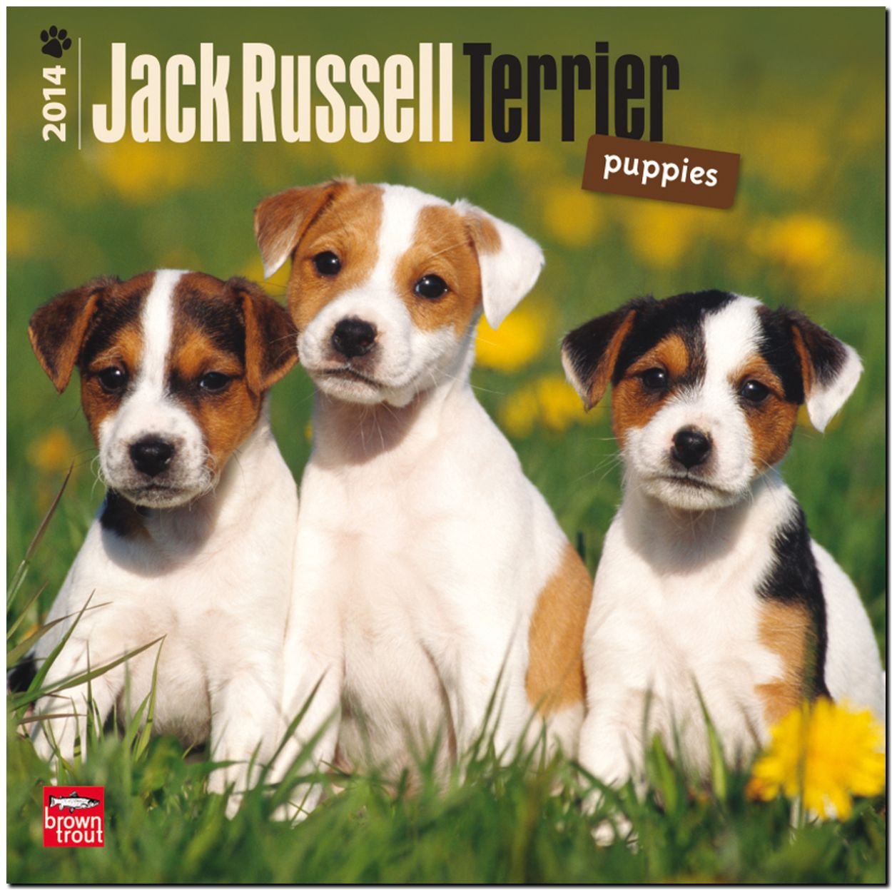 Amazon Jack Russell Terrier Puppies 2014 Calendar 18Month