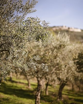 Italian Basil Naturally Flavored Extra Virgin Olive Oil from Terre Francescane, 8.4oz, 250ml