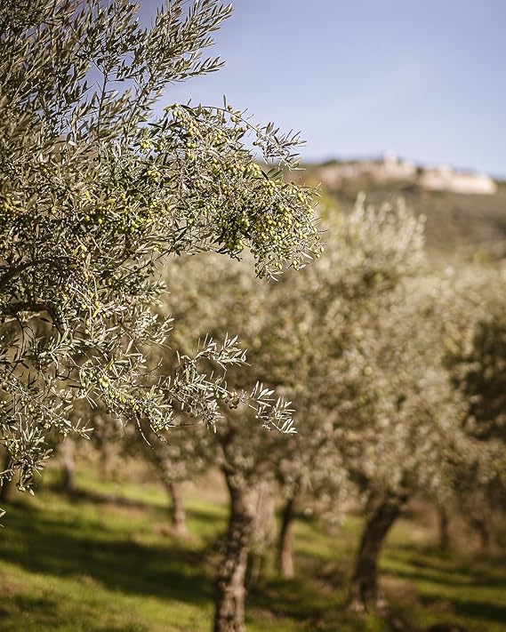 Italian Basil Naturally Flavored Extra Virgin Olive Oil from Terre Francescane, 8.4oz, 250ml
