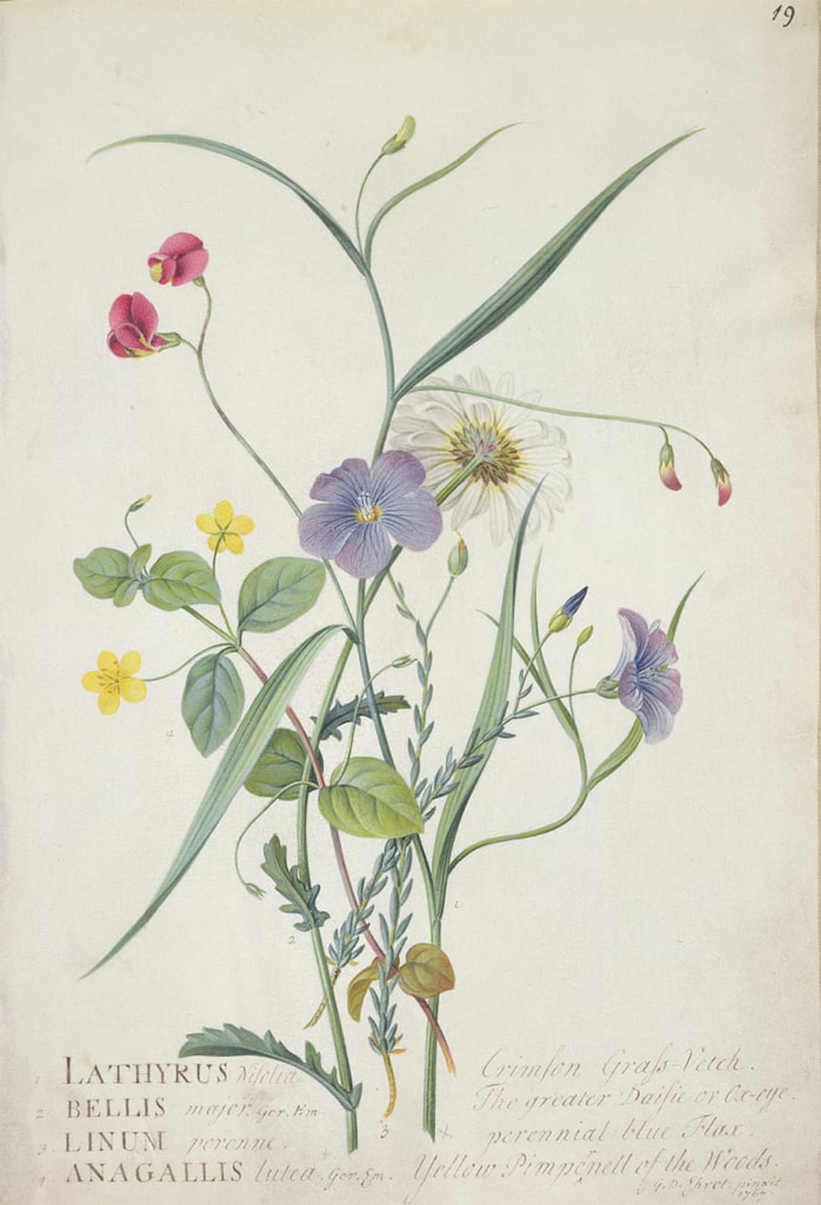 SERENDIPITP Abstract Painting Mural Print Picture Wall Decor Painting Lathyrus Nissolia Leucanthemum Linum Perenne Lysimackia Nemorum by Georg Dionysius Ehret for Home Decor 60x90cm