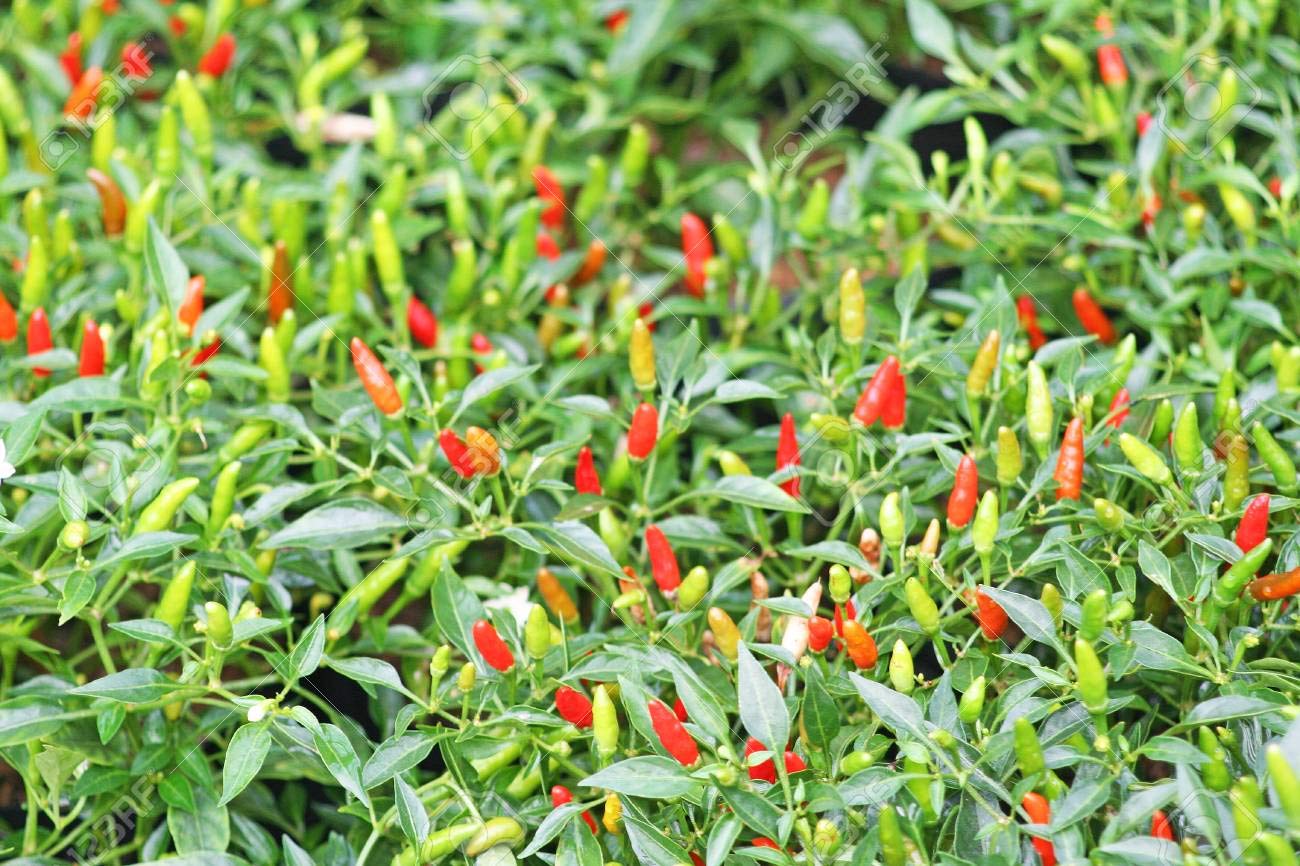 Buy Thai Garden Bird Hot Pepper (Capsicum annuum) 250mg for ing