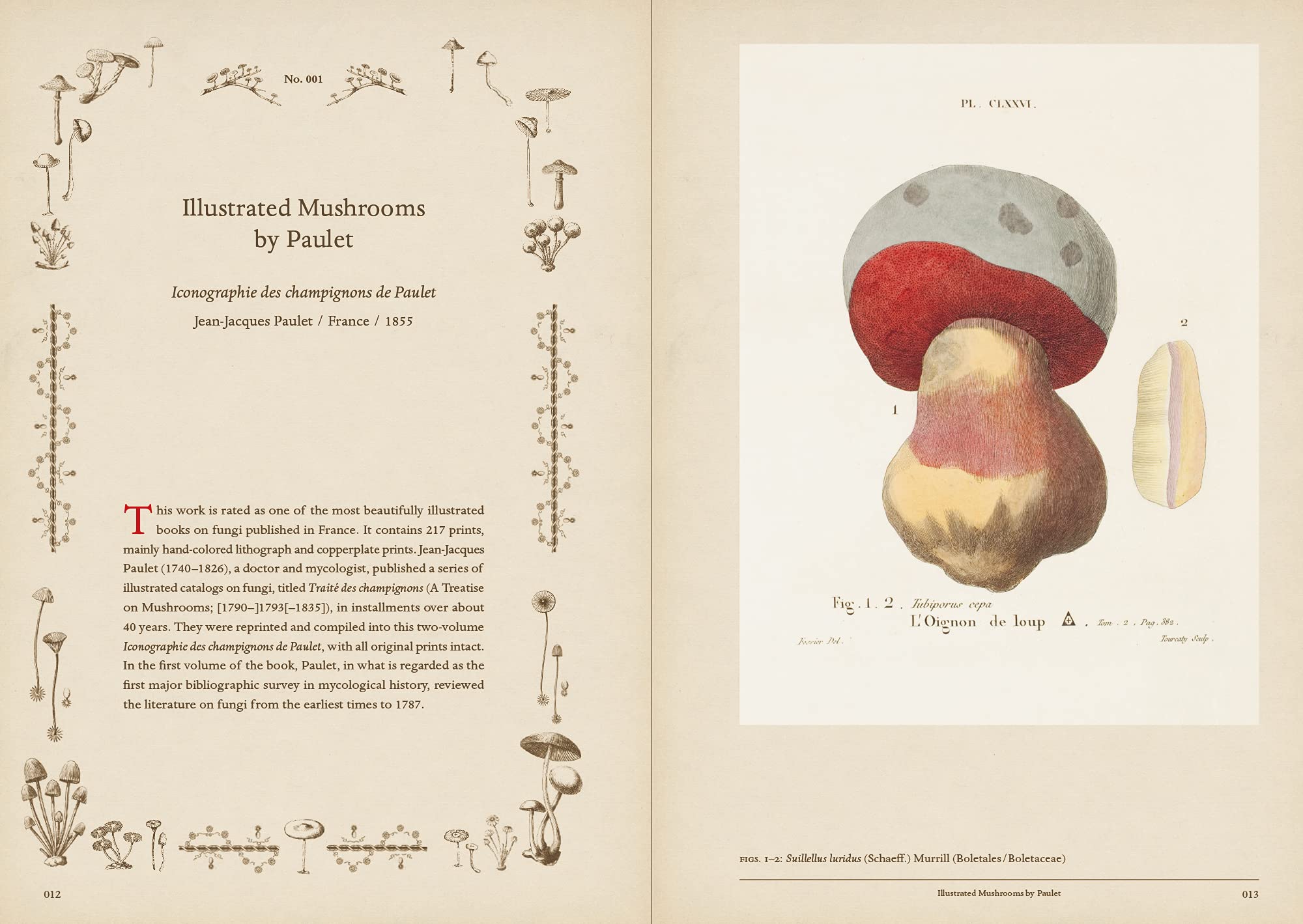 Mushroom Botanical Art