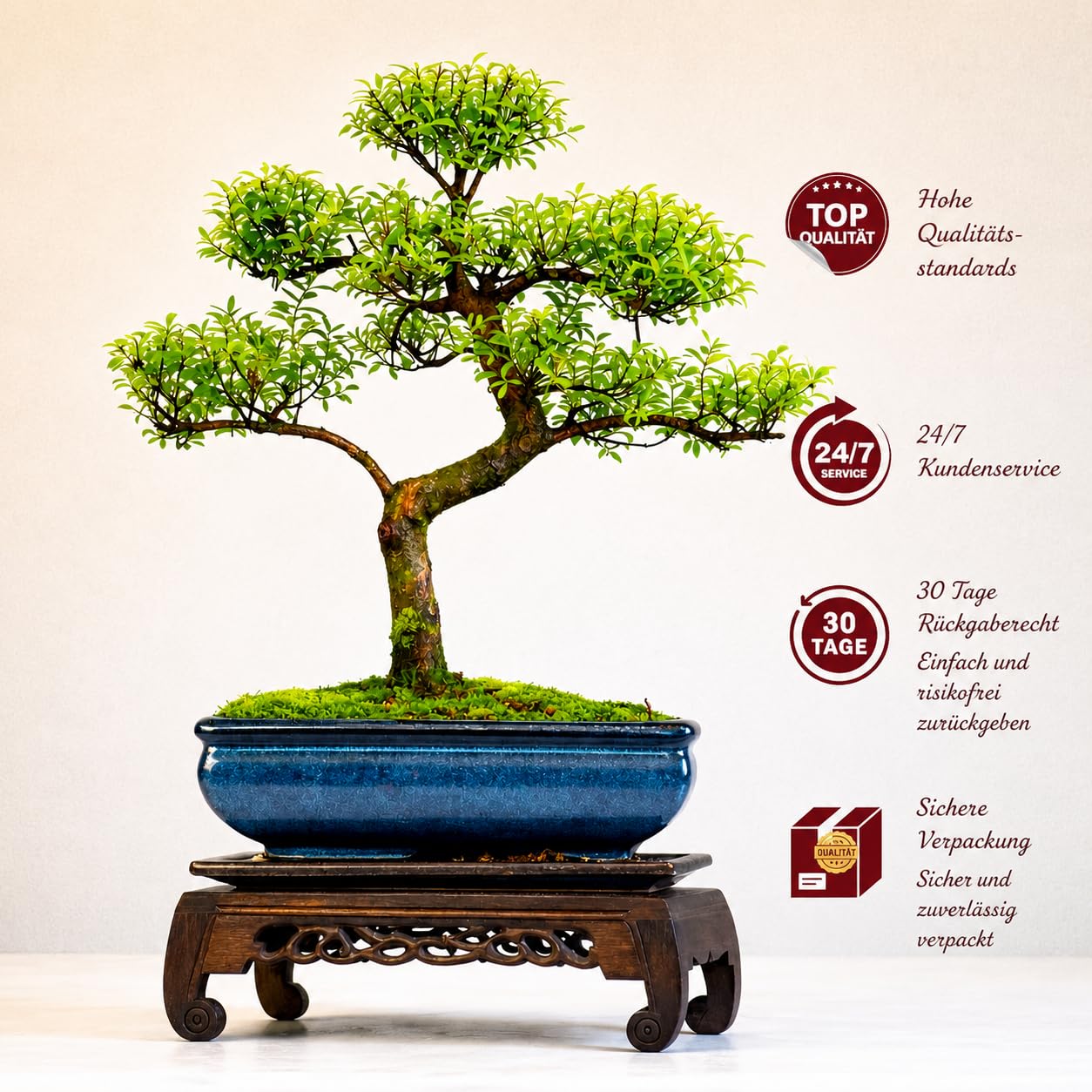 Syzygium Bonsai S-Form – Indoor Bonsai Baum im 20 cm Topf mit Untersetzer – Lebende Zimmerpflanze für Zuhause, Büro und Geschenk