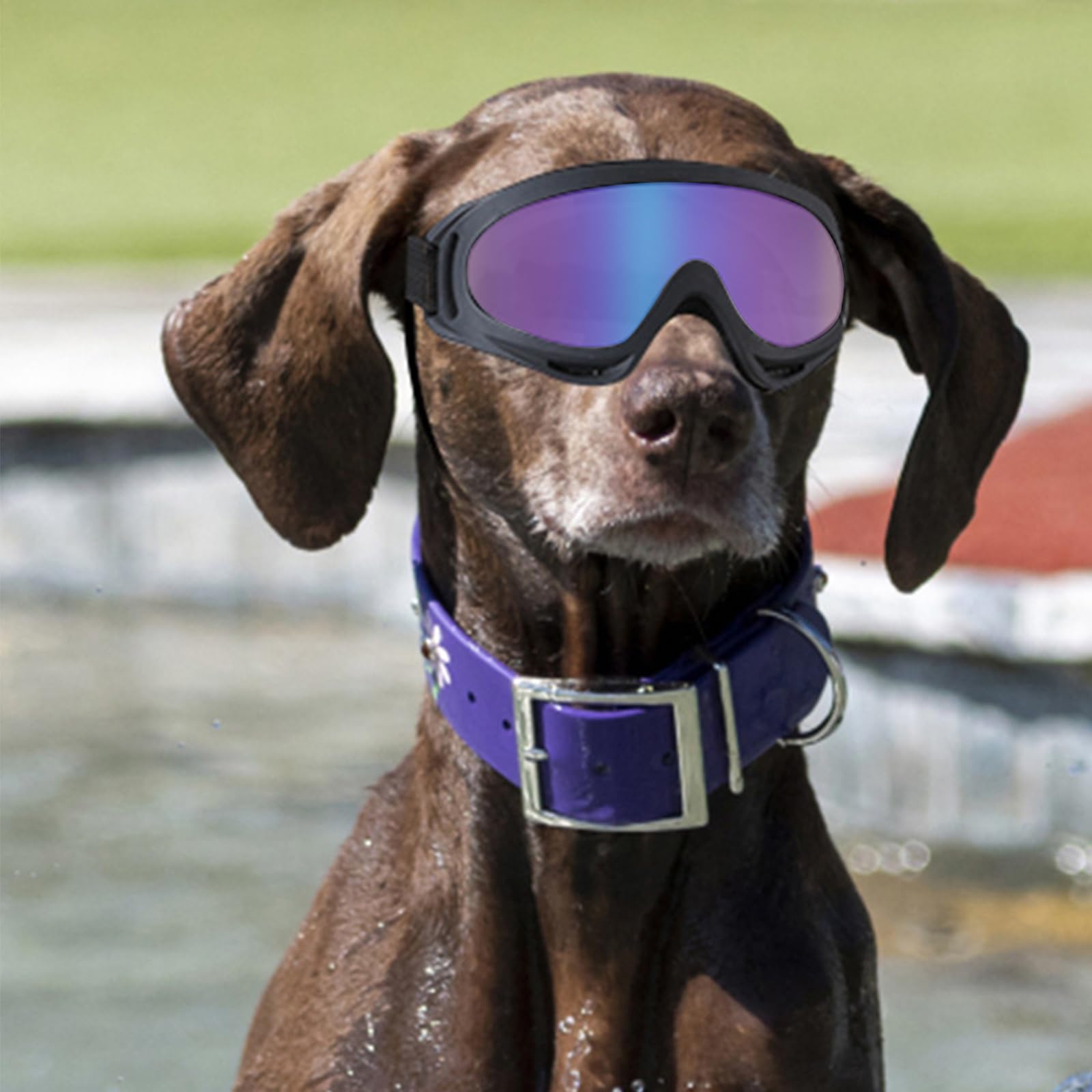 2Stück Hundebrille, Brille Hund UV-Schutz, Winddicht Hunde Brille, Sonnenbrille Hund mit Verstellbare Riemen, Hundesonnenbrille für Mittel Große Hunde, zum Autofahren,Outdoor-Aktivitäten,Farbe