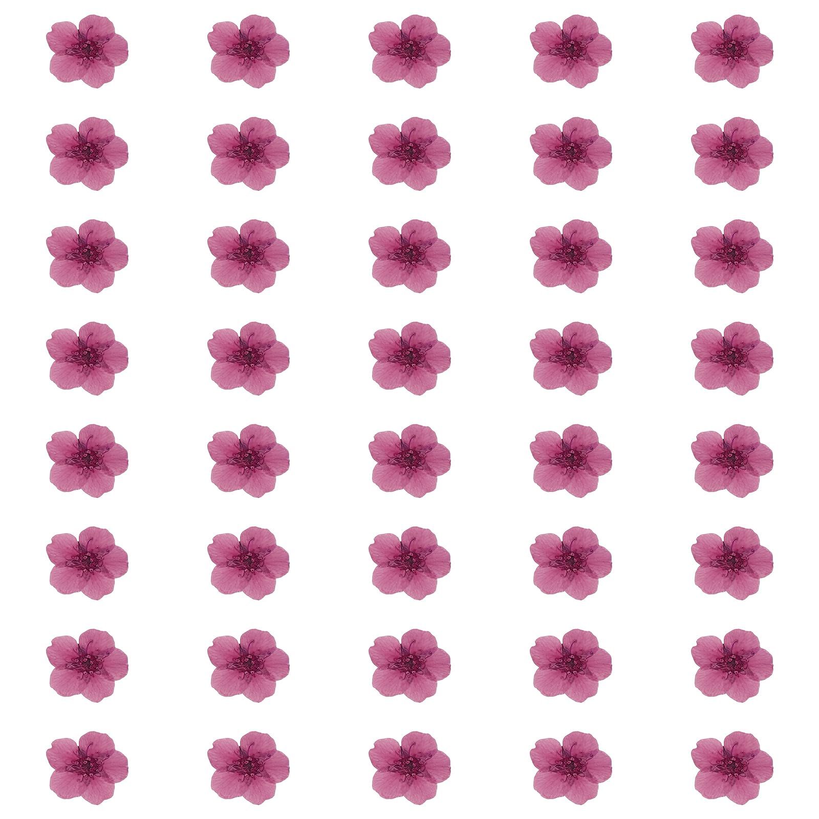 QUARKZMAN 40 Pezzi Fiori Pressati Essiccati, 0.24-0.31" Fiori Colorati Di Narciso Essiccati Pressati All'ingrosso Per Nail Art Resina Gioielli Candele Biglietti Scrapbook, Viola Rosso