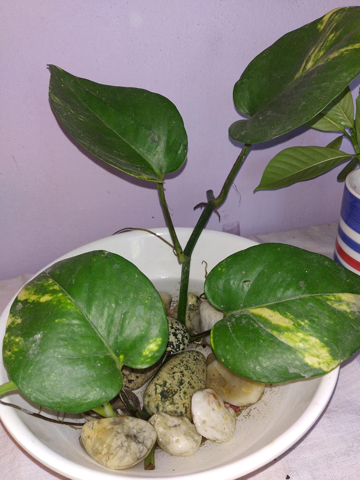 Mi Phone Redmi 8 (Emerald Green, 4GB RAM, 64GB Storage) Amazon.in