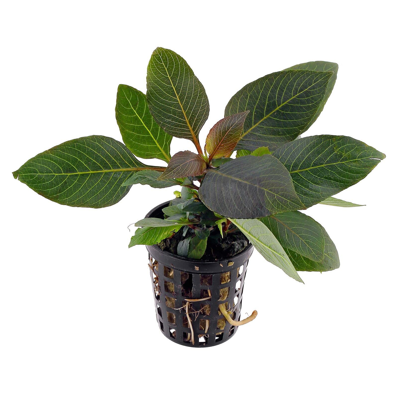Hygrophila Corymbosa Compacta Aquarium Plant Pot (B0BKTLPYZ3) Amazon Price History, Amazon Price Tracker