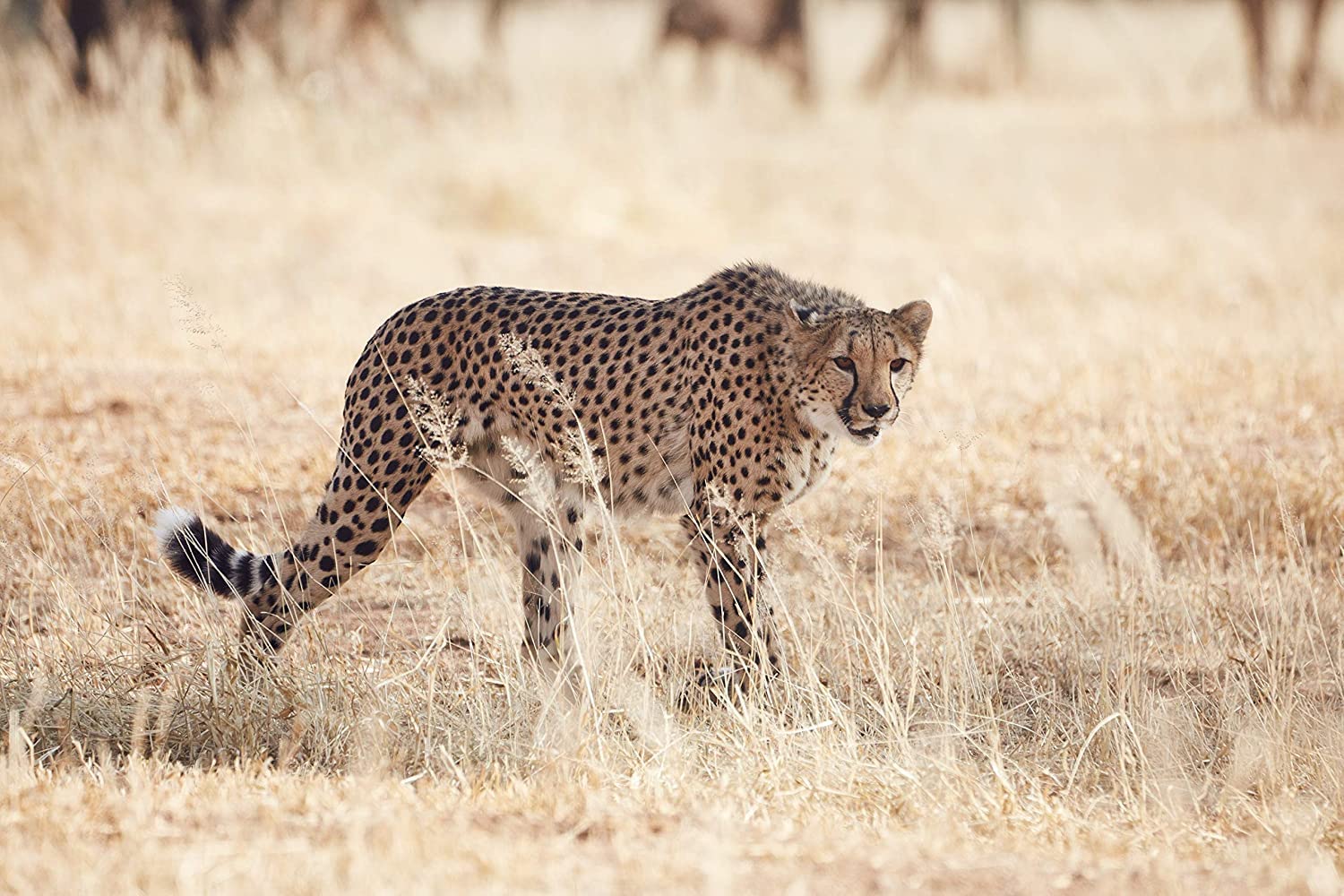 Amazon.co.jp: TAMRON 超望遠ズームレンズ SP 150-600mm F5-6.3 Di VC