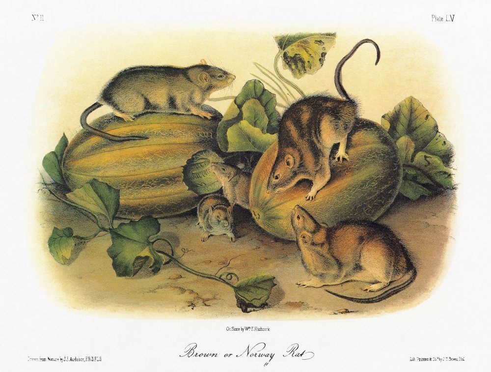 Northern Bush Rats Rats In North America