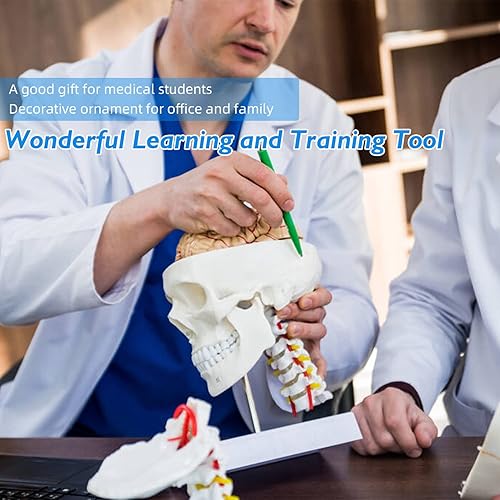 Miniatura 6 de faruijie Modelo anatómico del cerebro Tamaño de la vida con vértebras cervicales - Modelo del cerebro humano Anatomía para el entrenamiento de