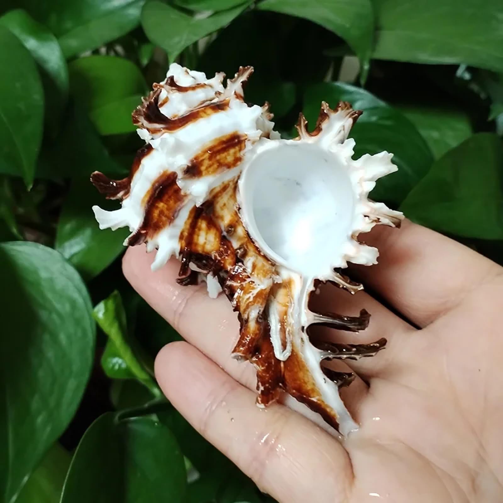 Conchiglie per decorazione, 1 pezzo 5-7 cm indivia naturale Murex Shell marrone striato conchiglia per eremita granchio nautico decorazione spiaggia
