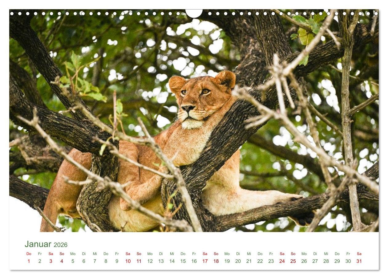 Tierwelten UGANDA (Wandkalender 2026 DIN A3 quer), CALVENDO Monatskalender: Tierwelten Uganda – Afrikas faszinierende Tierwelt in Bildern