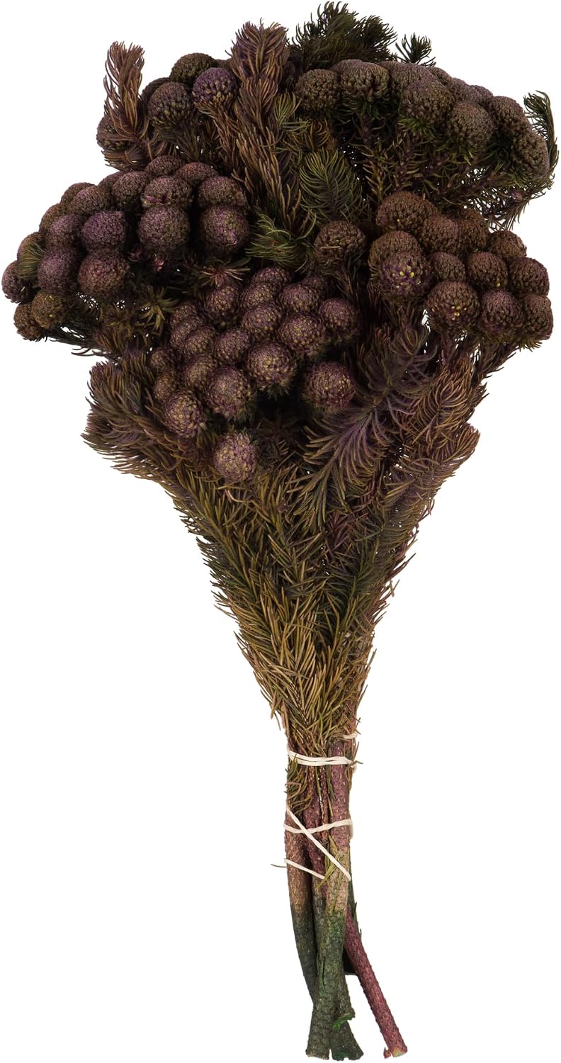 Vickerman 12-16" Violet Brunia, 4 oz Bundle, Preserved