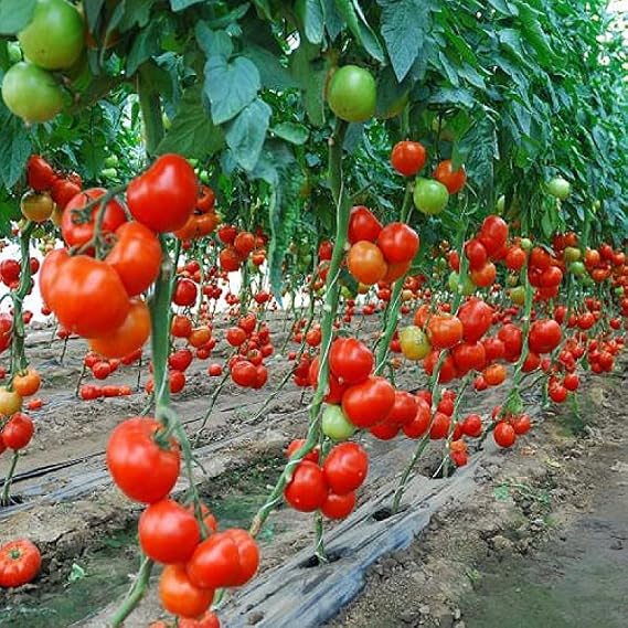 Seeds Vine Tomato Tall Grape Heirloom Vegetable Non GMO